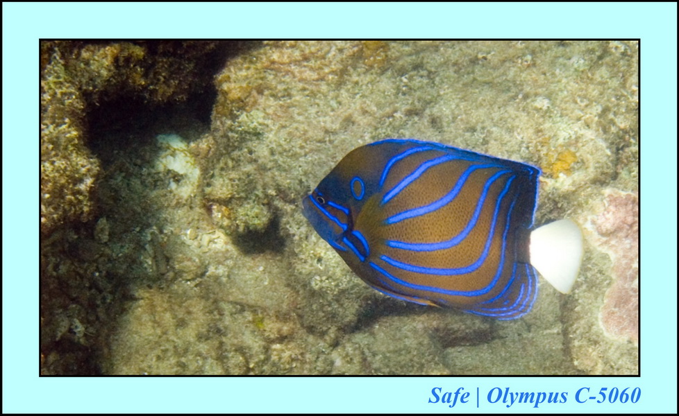 2006 - 07 - Kapas - Plongee N1 - 17